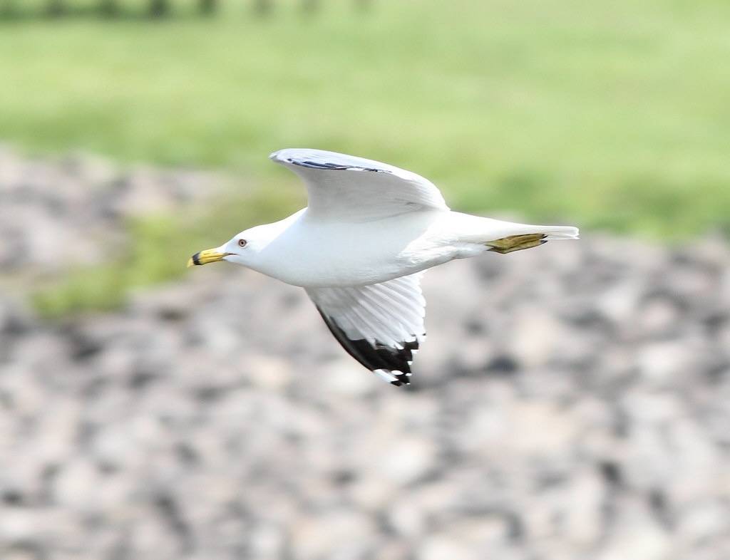 Ring-billed Gull 1 by jsawusch is licensed under CC BY-NC-SA 2.0.